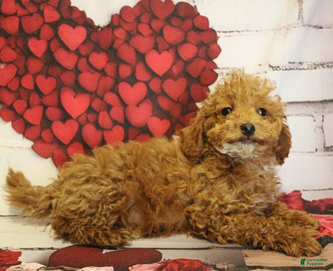 Toy Poodle dogs for sale: Snowflake - Ad 1