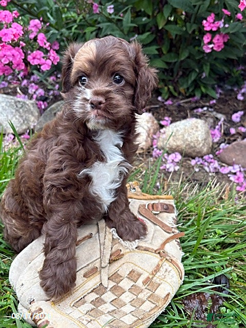 Cockapoo dogs Duke - Ad 1