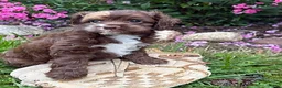 Cockapoo dogs for sale: Duke - Ad 3