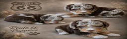 Bernedoodle dogs for sale: Bernedoodle 4 - Ad 1