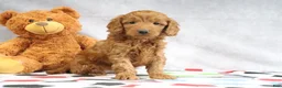 Mini Goldendoodle dogs for sale: April - Ad 1