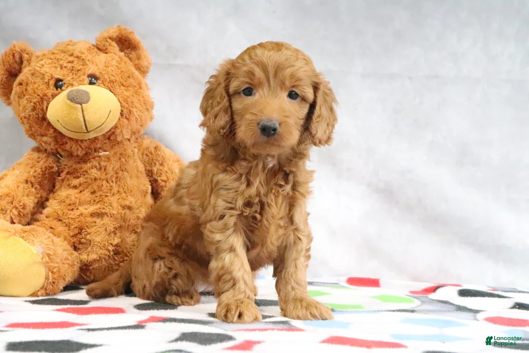 Mini Goldendoodle dogs for sale: April - Ad 1