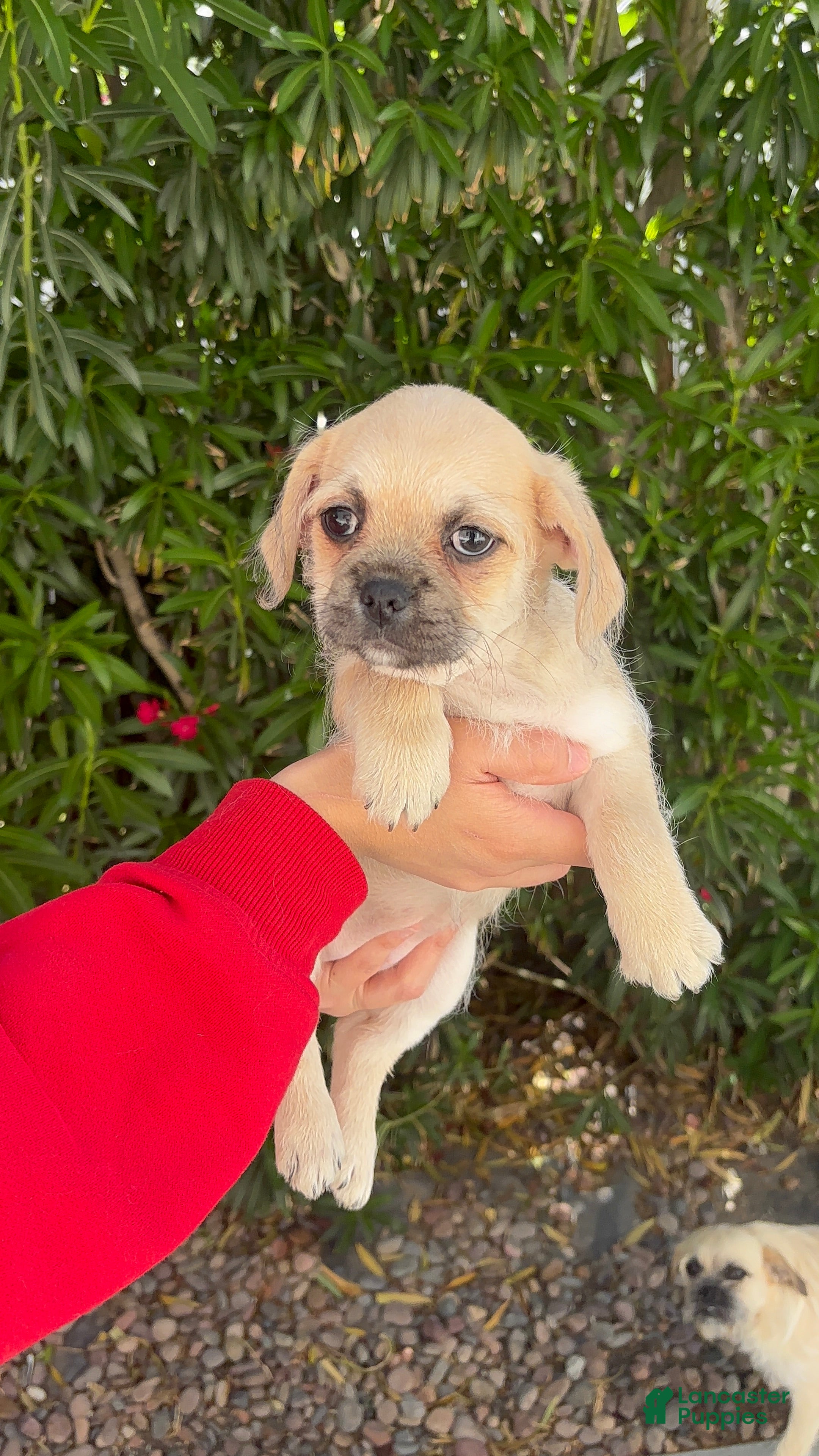 Mixed Breed dogs Winnie 💛 - Ad 42