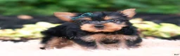 Yorkshire Terrier dogs for sale: Suki - Ad 7