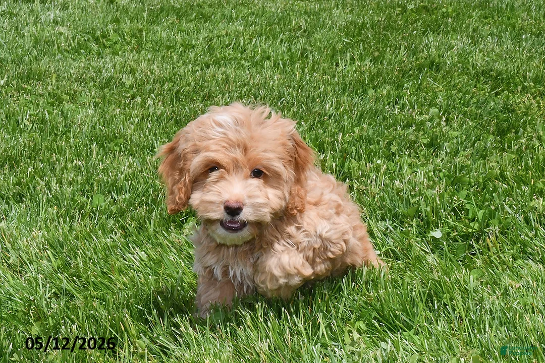 Cockapoo dogs for sale: Nellie - Ad 1