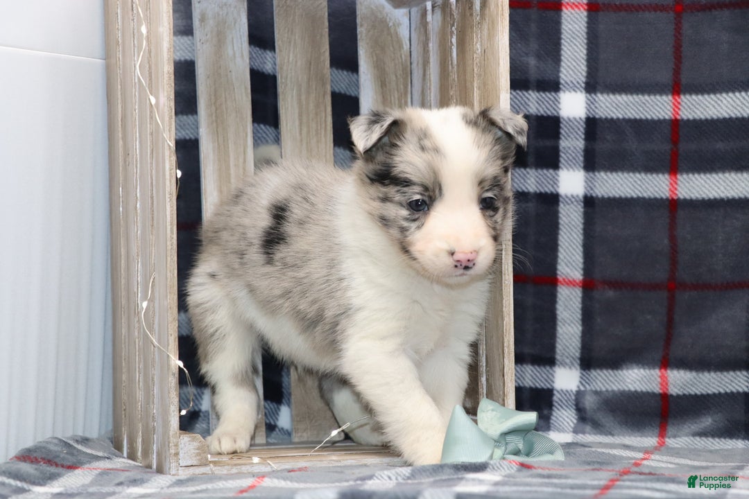 Border Collie dogs for sale:  flurry  - Ad 7