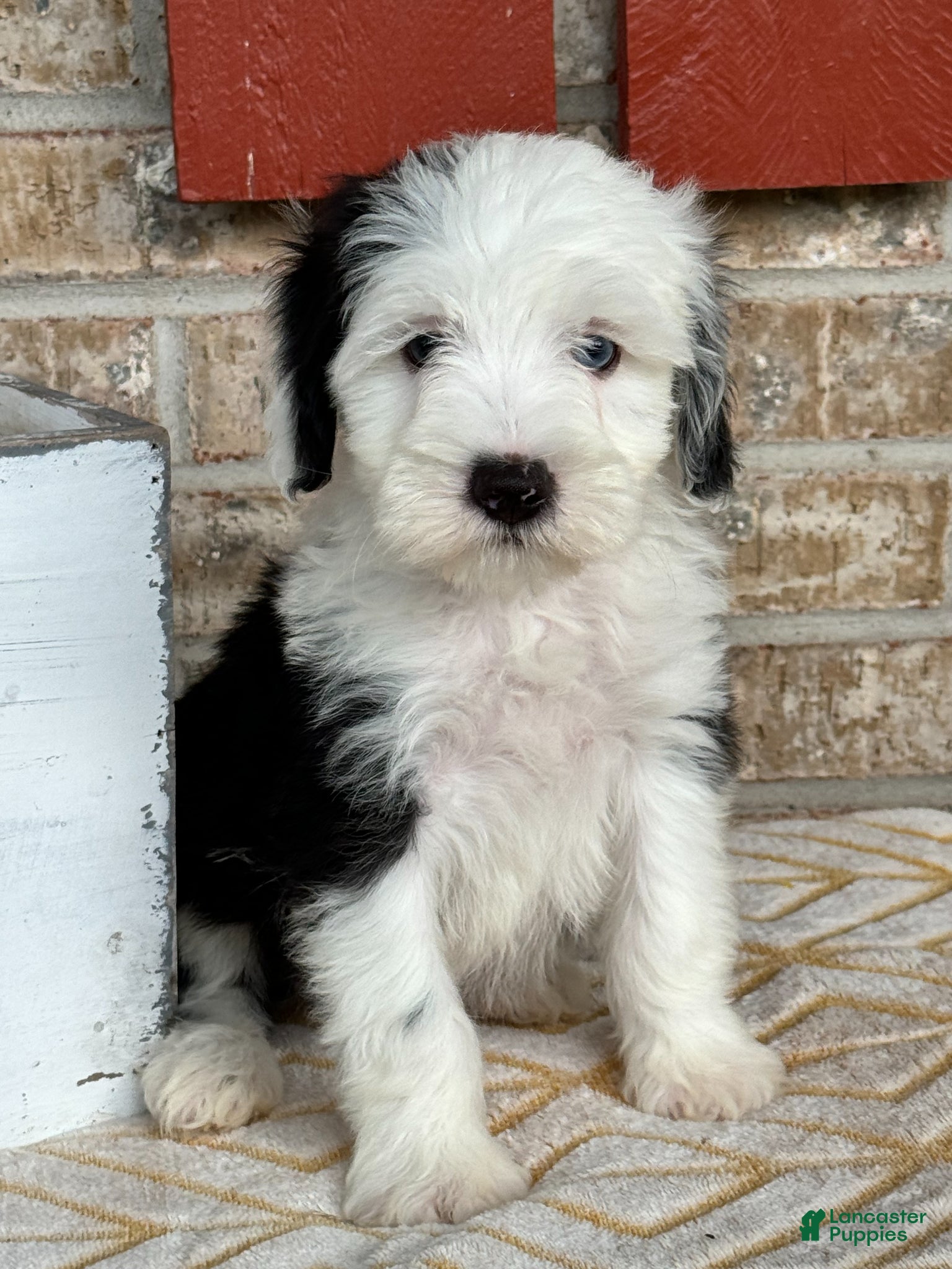 Mini Bernedoodle dogs Norris - Ad 10