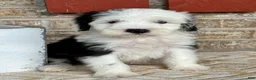 Mini Bernedoodle dogs for sale: Norris - Ad 1