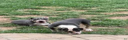 American Bully dogs for sale: Batman - Ad 3