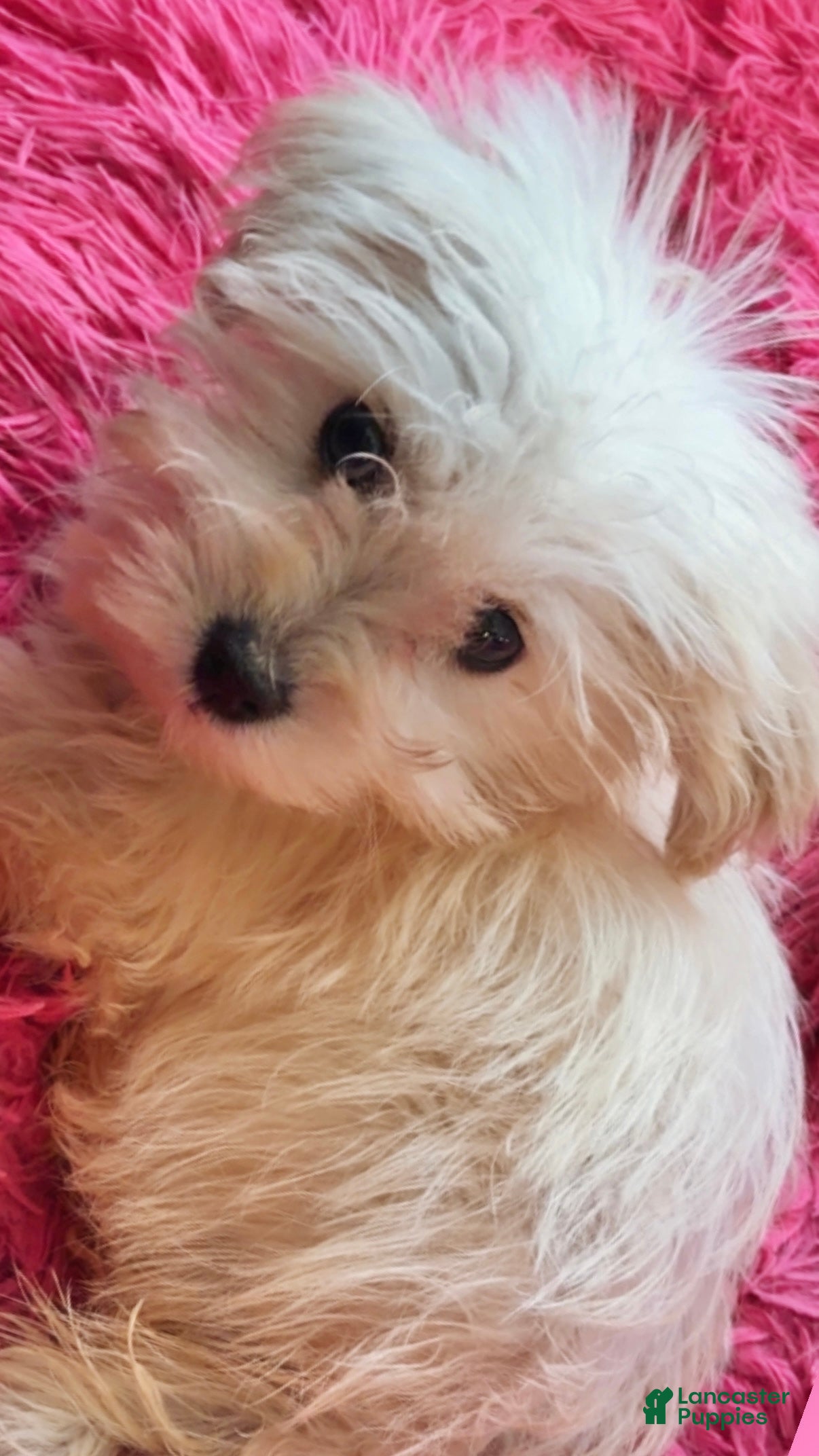 Maltipoo dogs Girl NOT Male (Precious) - Ad 13