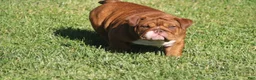 English Bulldog dogs for sale: Coco - Ad 2