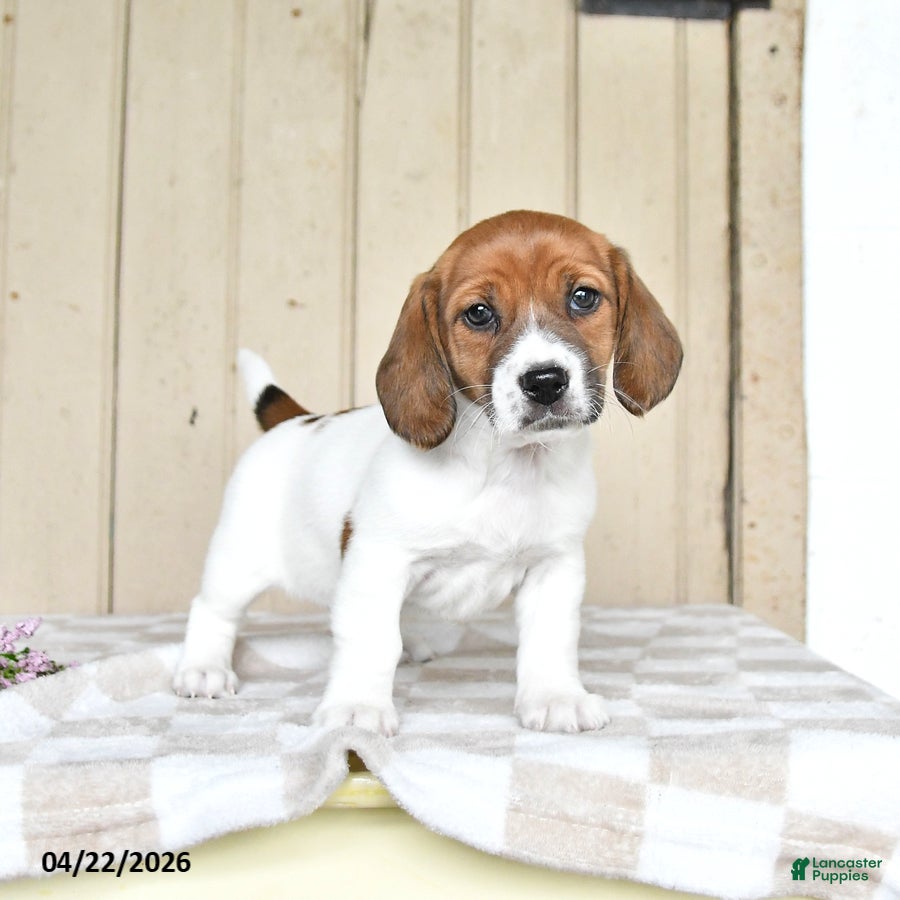 Mixed Breed dogs Lexi  - Ad 1