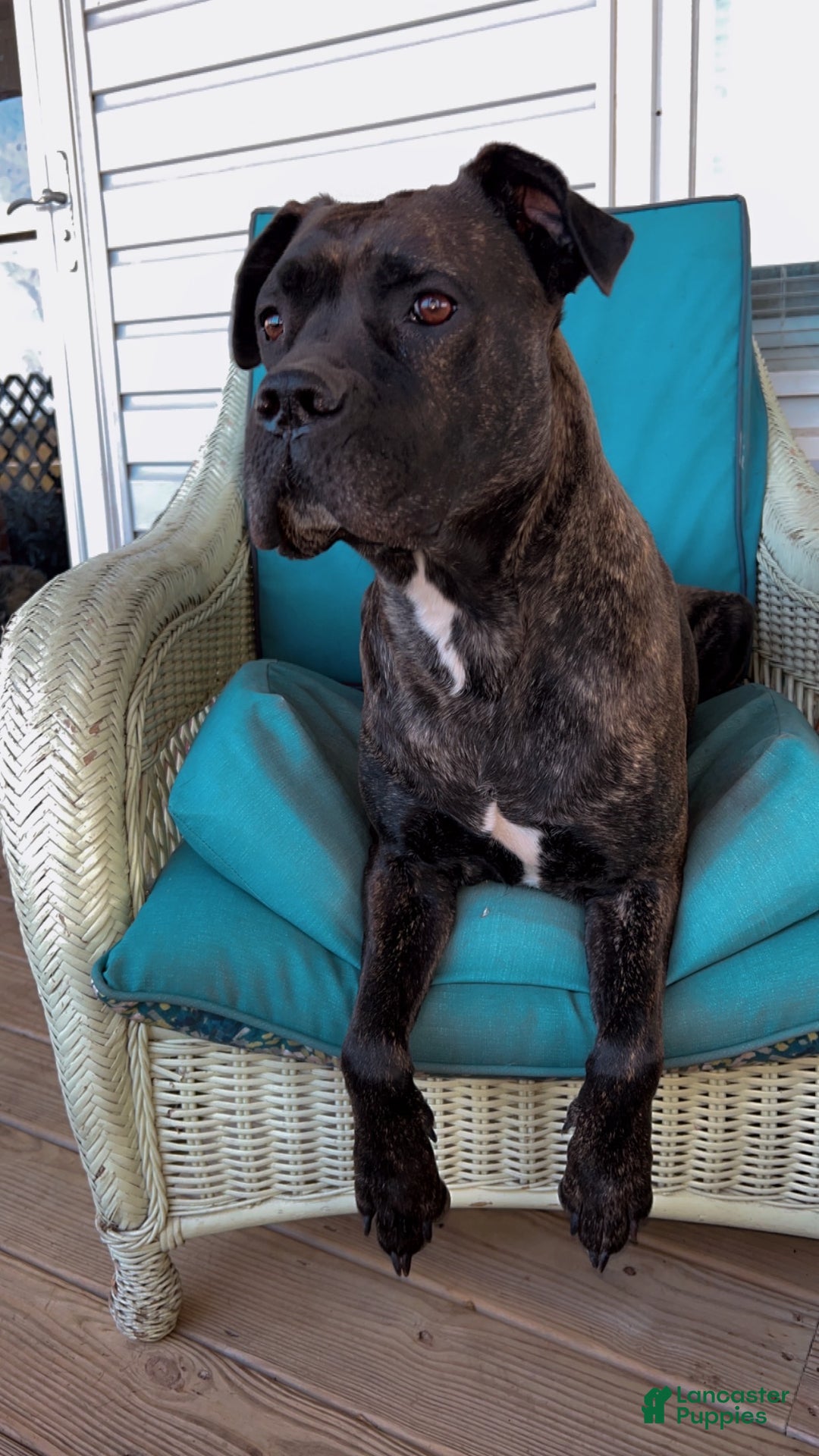 Cane Corso dogs for sale: Zues - Ad 8