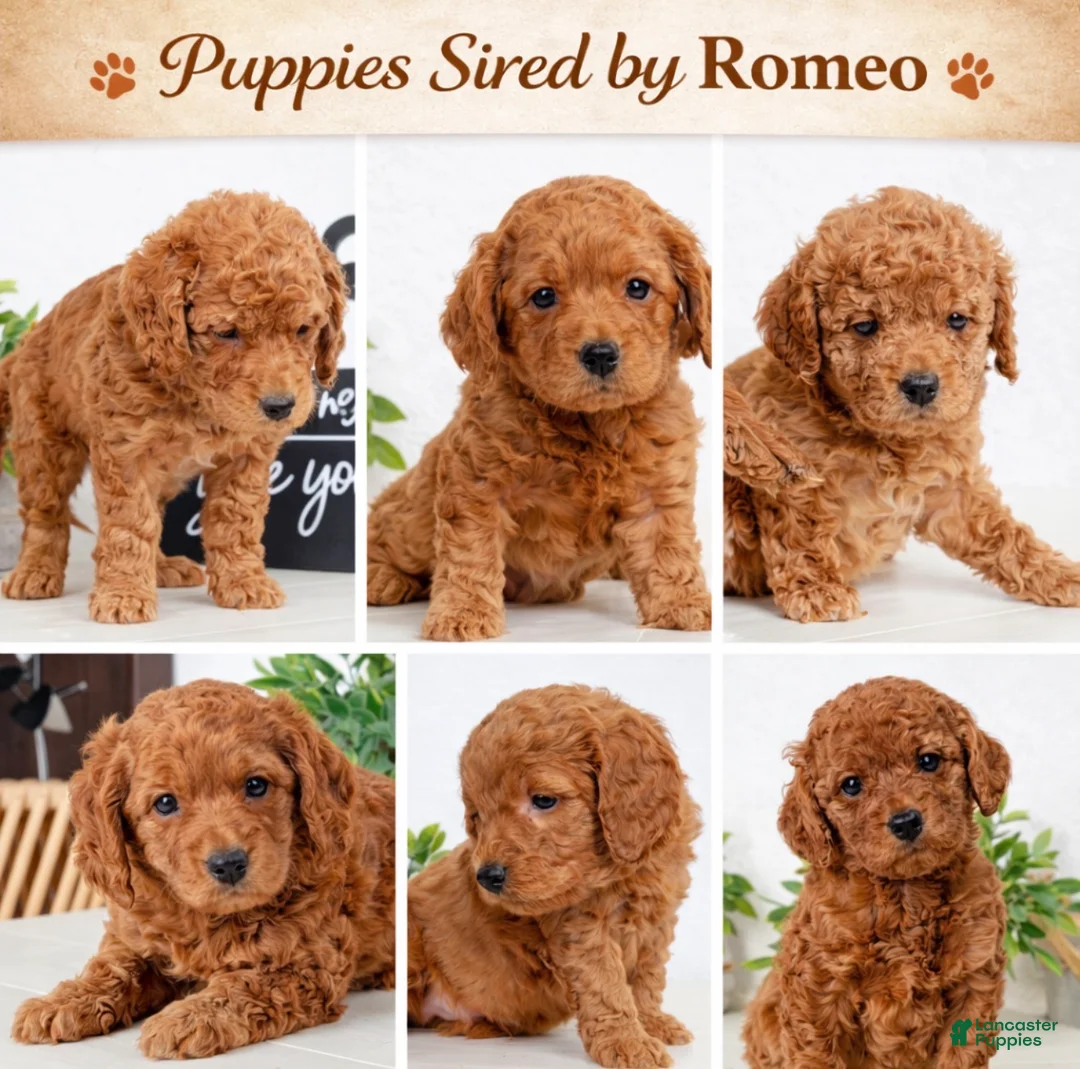 Miniature Poodle dogs for stud: Romeo - Ad 2