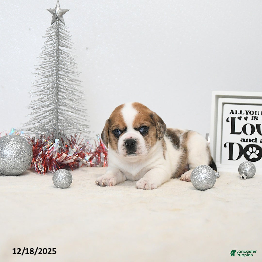 Puggle dogs for sale: Gizmo - Ad 2