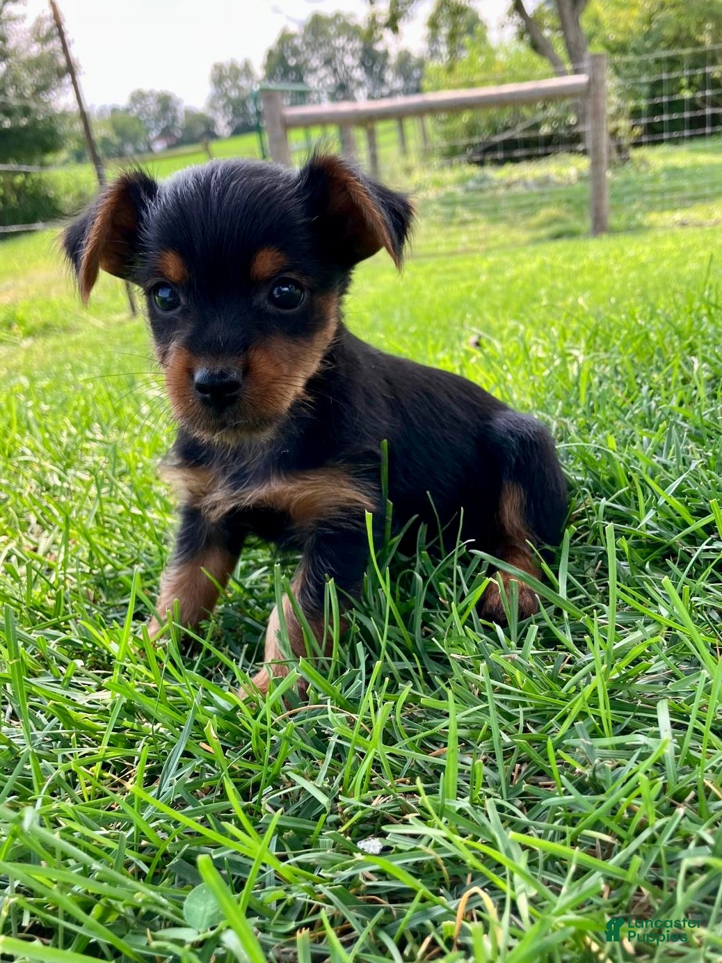 Yorkshire Terrier dogs Candy - Ad 2