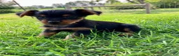 Yorkshire Terrier dogs for sale: Candy - Ad 2
