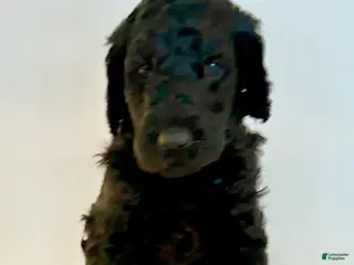 Goldendoodle dogs Bear - Ad 3