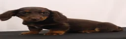 Dachshund dogs for sale: mandy - Ad 7
