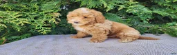 Mini Bernedoodle dogs for sale: Spencer - Ad 6