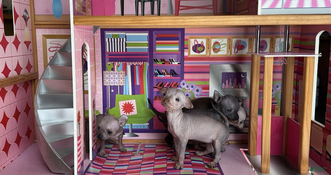 Mixed Breed dogs for sale: Cleopatra  - Ad 87