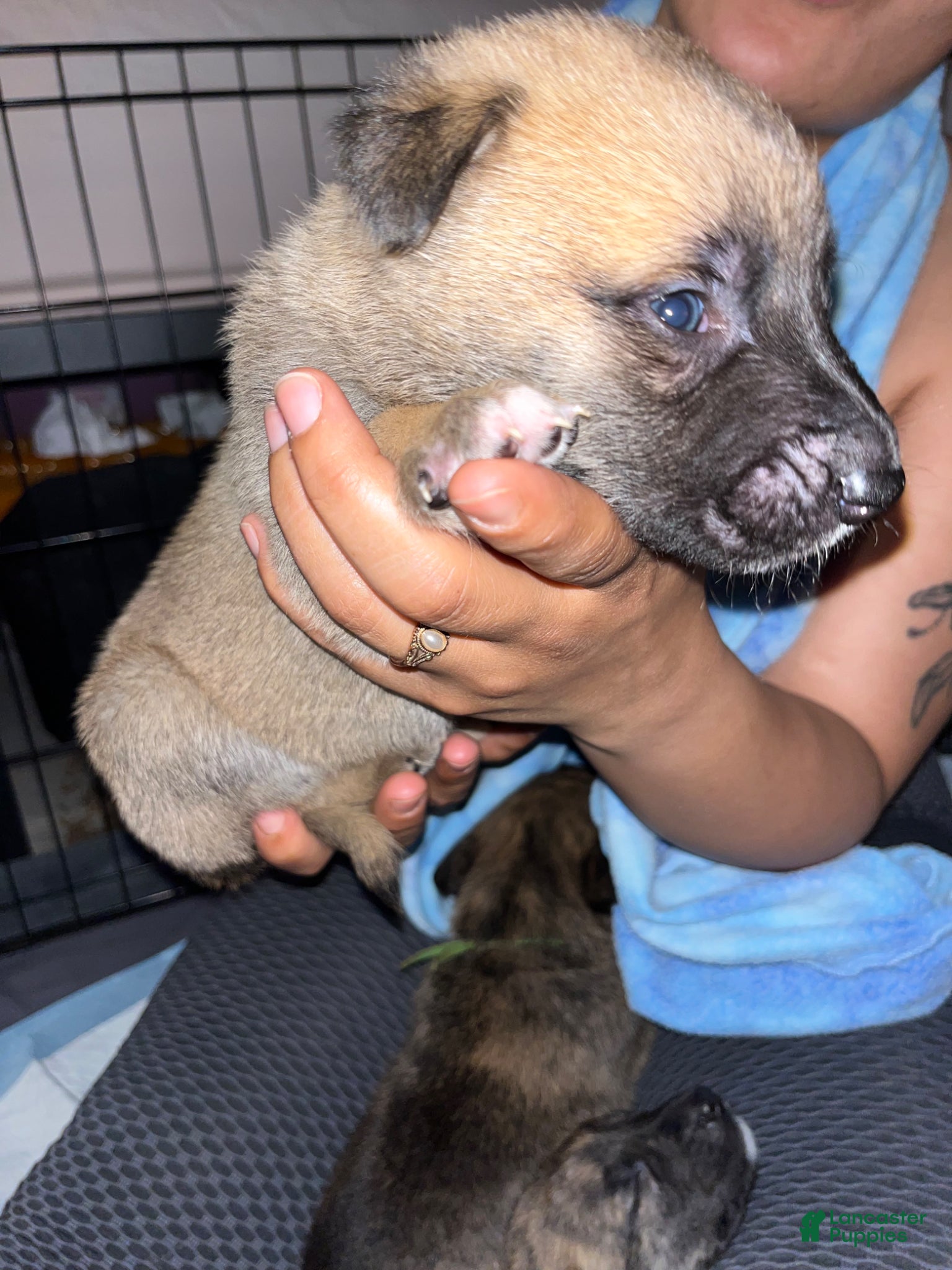 Mixed Breed dogs White - Ad 2