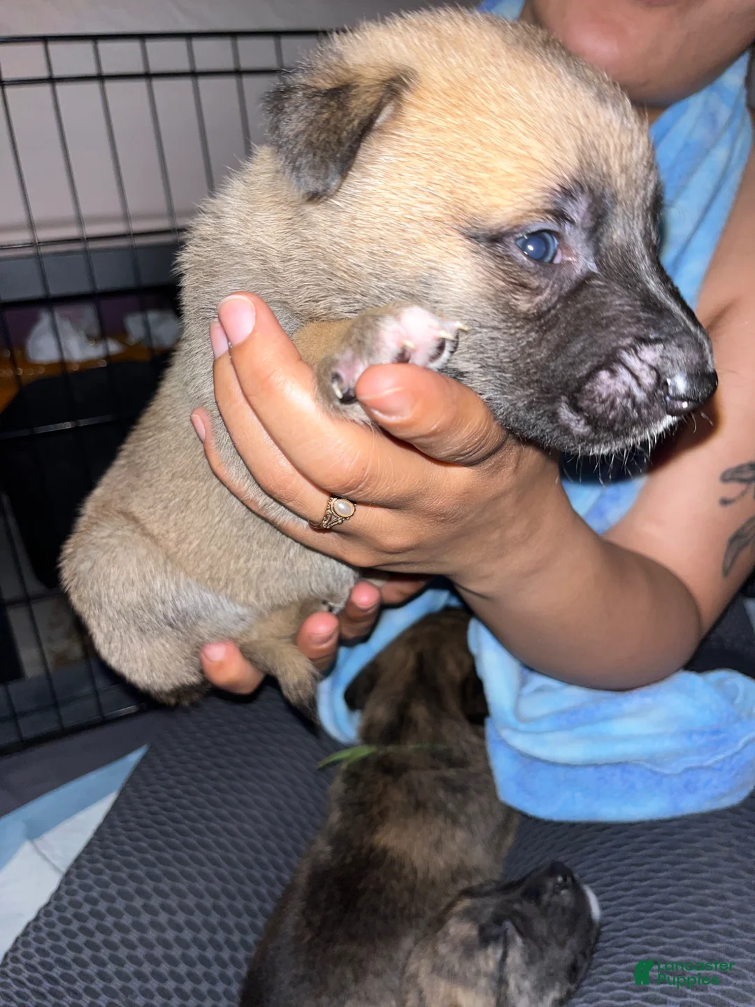 Mixed Breed dogs for sale: White - Ad 2
