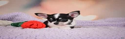 Chihuahua dogs for sale: MAPLE - Ad 10