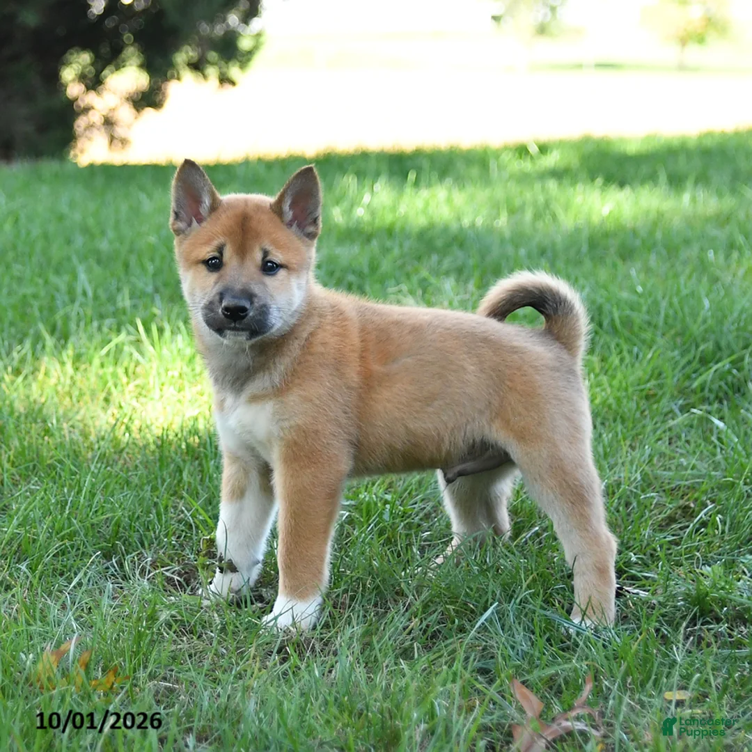 Shiba Inu dogs for sale: Grizzly - Ad 1