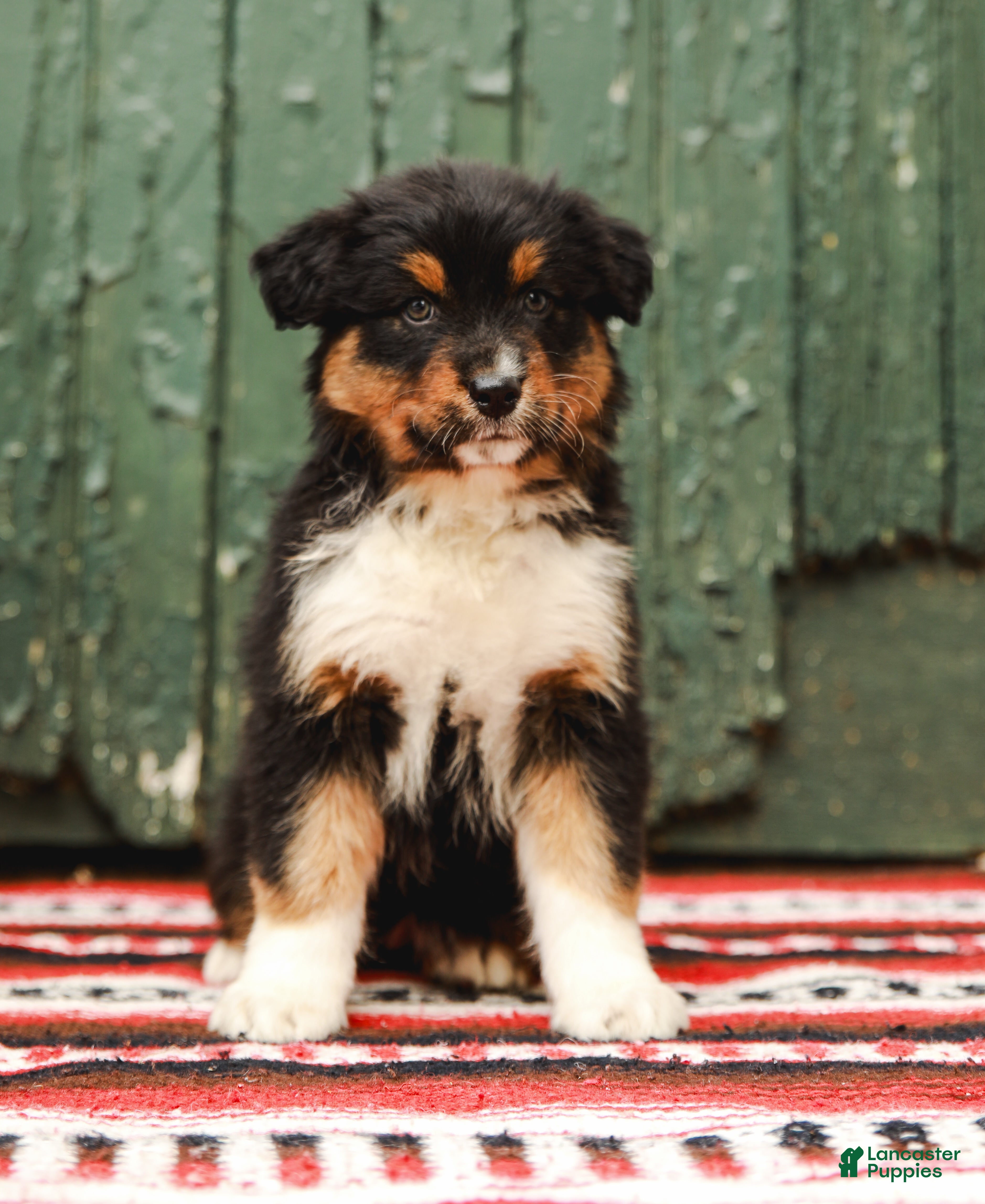 Mini Aussie Aussie Wheaten Puppies For Sale Buy Aussie Terrier Mix