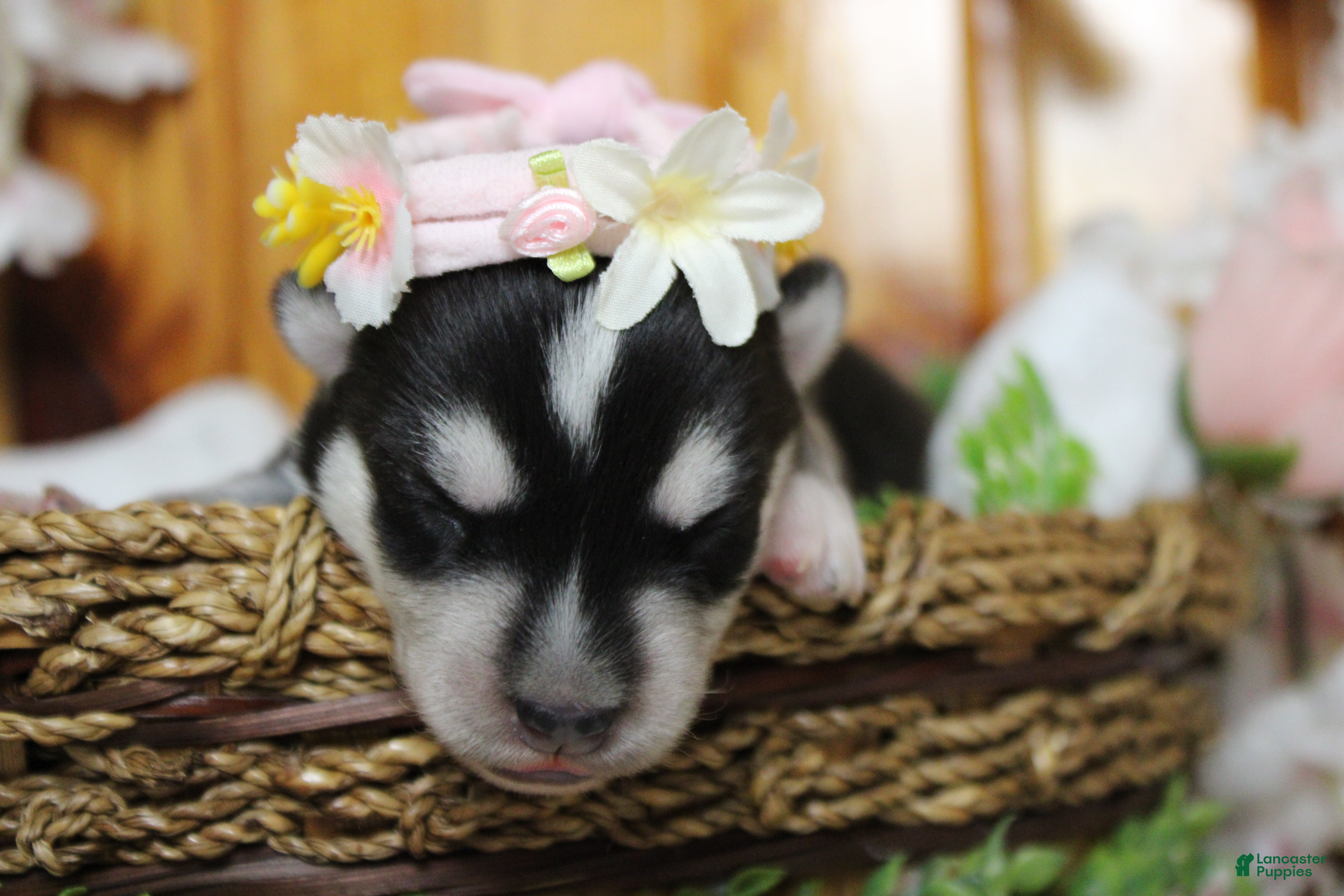 Siberian Husky dogs Kira  - Ad 3