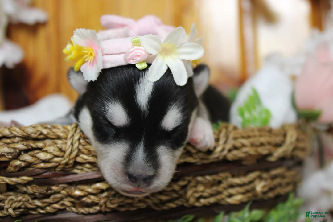 Siberian Husky dogs for sale: Kira  - Ad 1