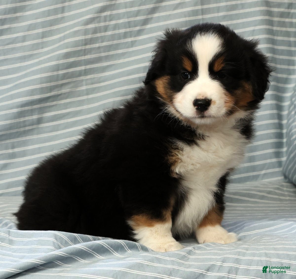 Australian Shepherd dogs for sale: June - Ad 7