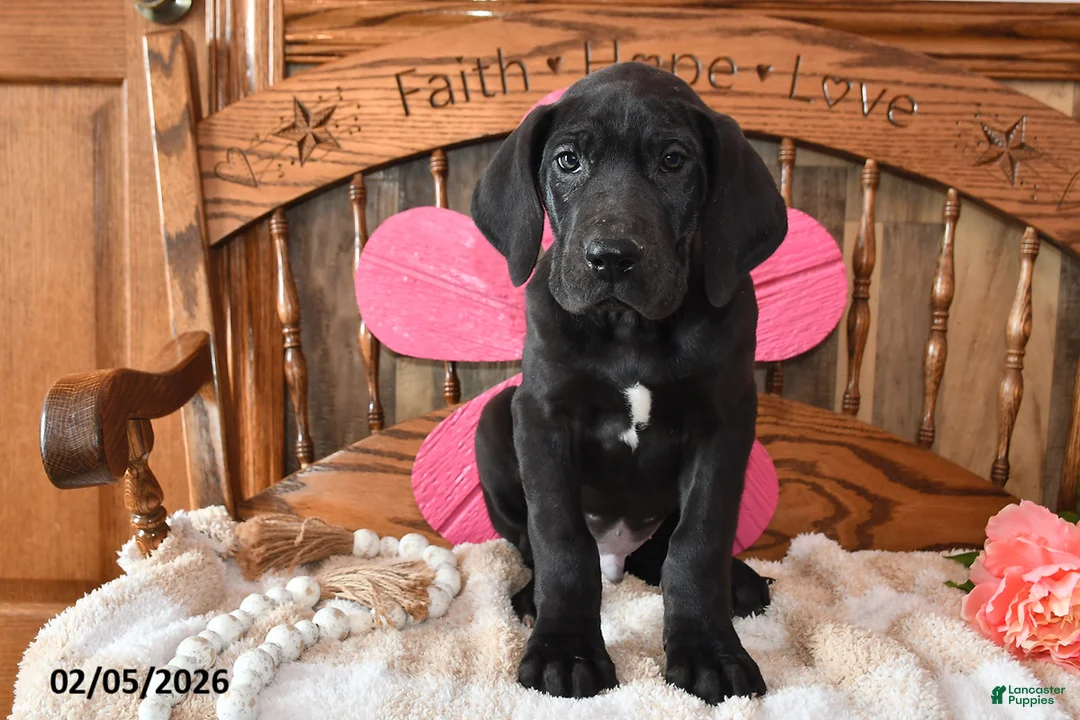 Great Dane dogs for sale: Balto - Ad 3