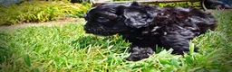 Havapoo dogs for sale: Isabella - Ad 9