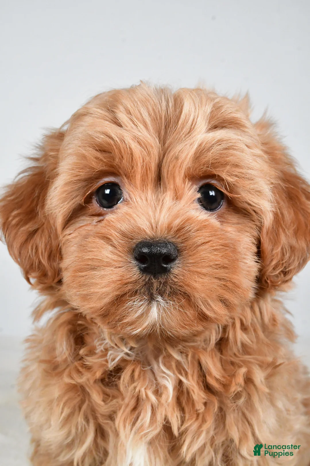 Shihpoo dogs for sale: Jagger - Ad 2