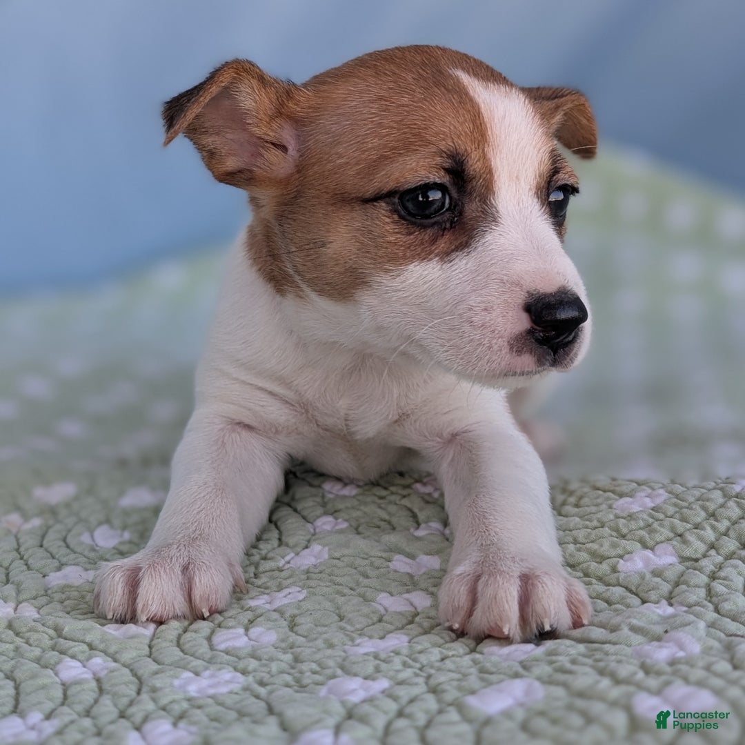 Rat Terrier dogs for sale: Cinnamon - Ad 2