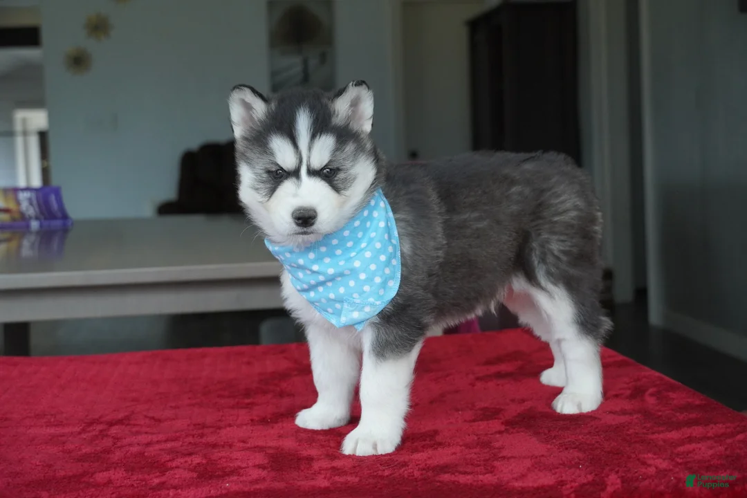 Siberian Husky dogs for sale: Bear - Ad 5