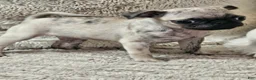 Pug dogs for sale: Lola - Ad 3