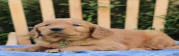 Mixed Breed dogs for sale: Samson  - Ad 2