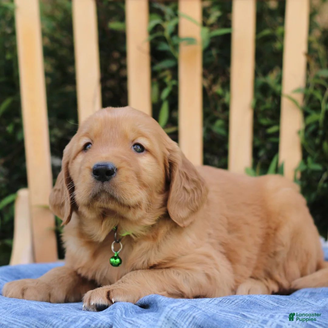 Mixed Breed dogs for sale: Samson  - Ad 2