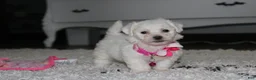 Bichon Frise dogs for sale: 🩷Jasmine🩷  - Ad 9
