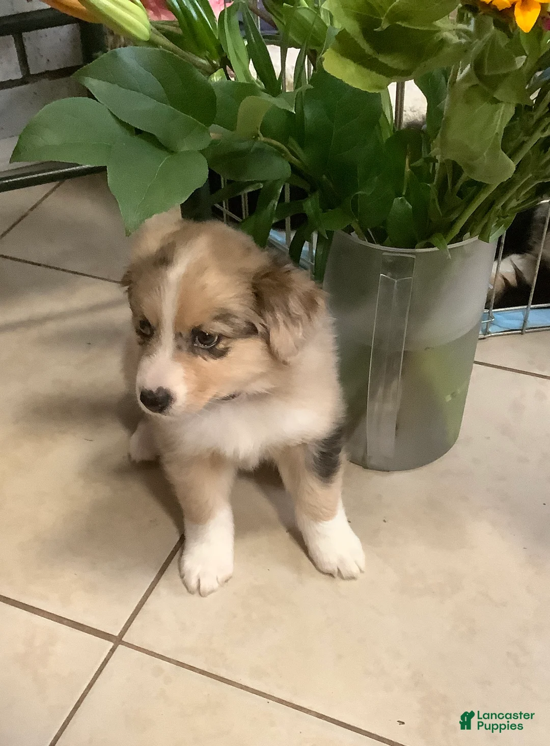 Australian Shepherd dogs for sale: Australian Shepherd Puppy 2 - Ad 1