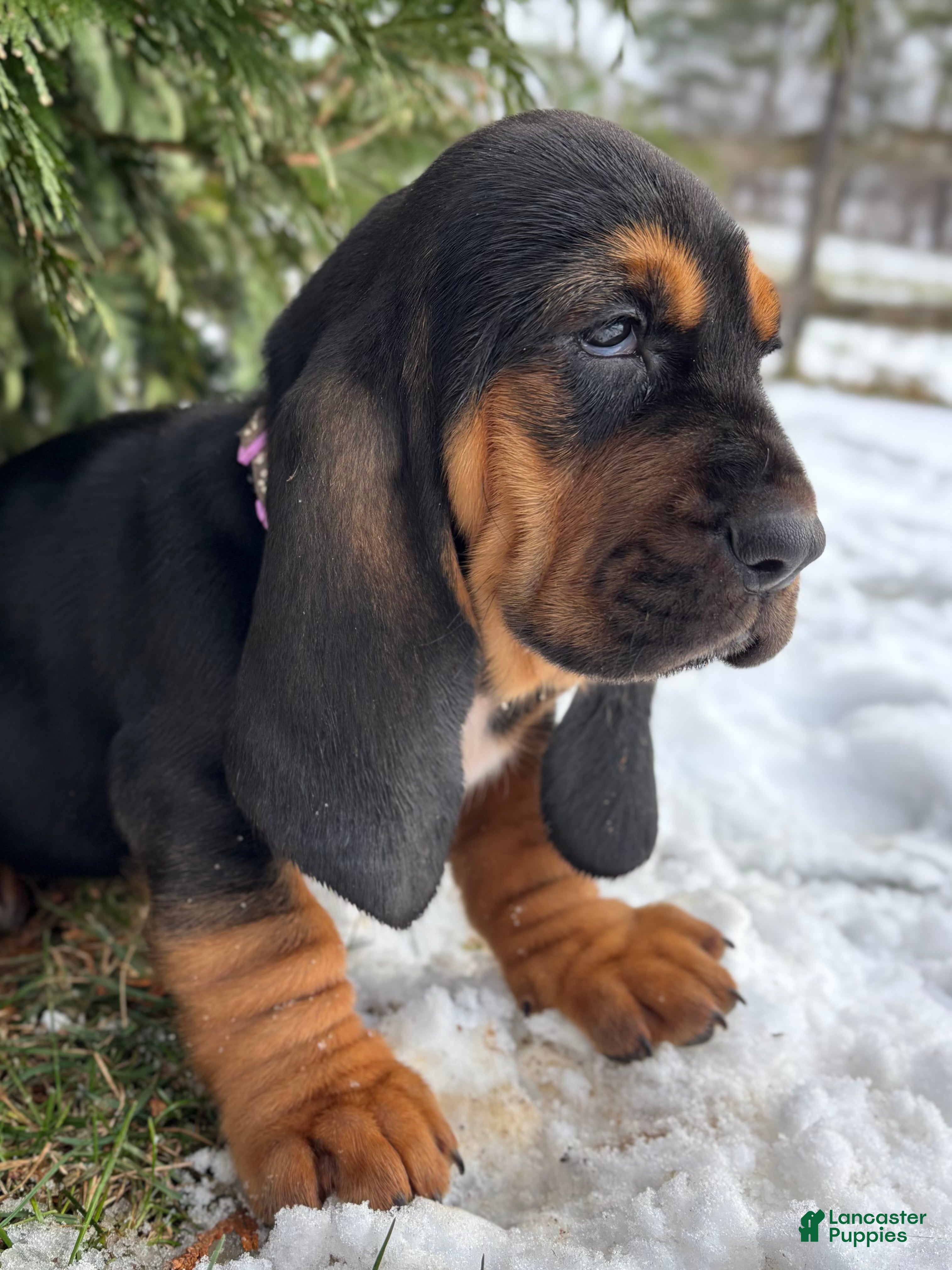 Basset Hound dogs Martha May - Ad 21