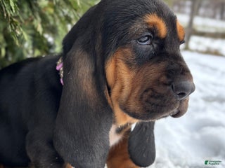 Basset Hound dogs Martha May - Ad 25