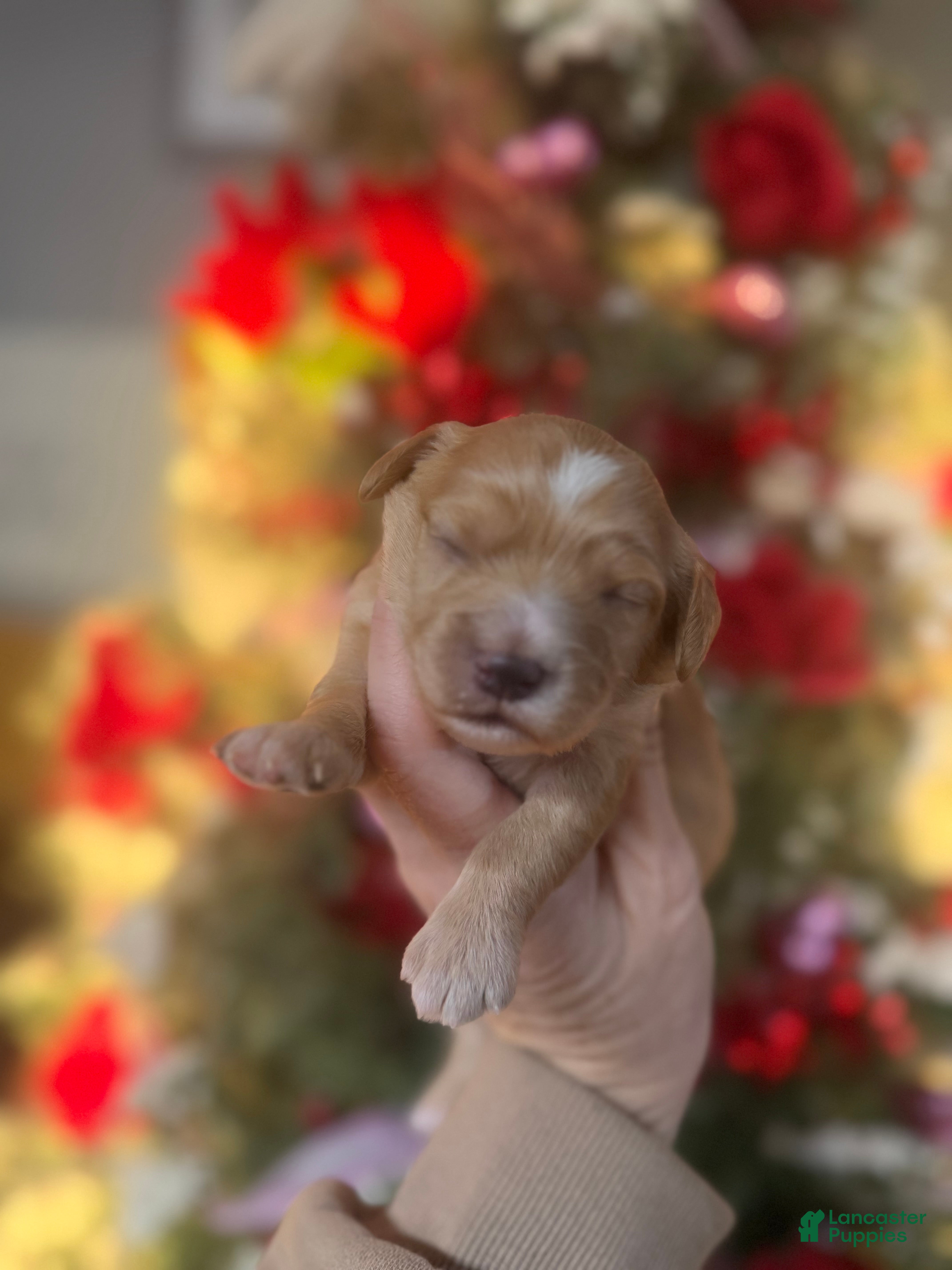 Cavachon dogs Cavachon Puppy 3 - Ad 34