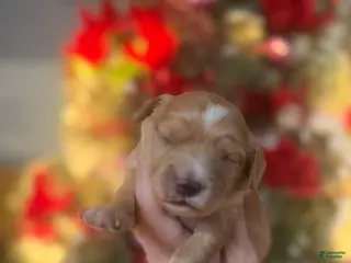 Cavachon dogs Cavachon Puppy 3 - Ad 34