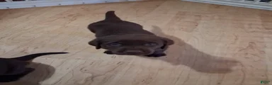 No collar brown male