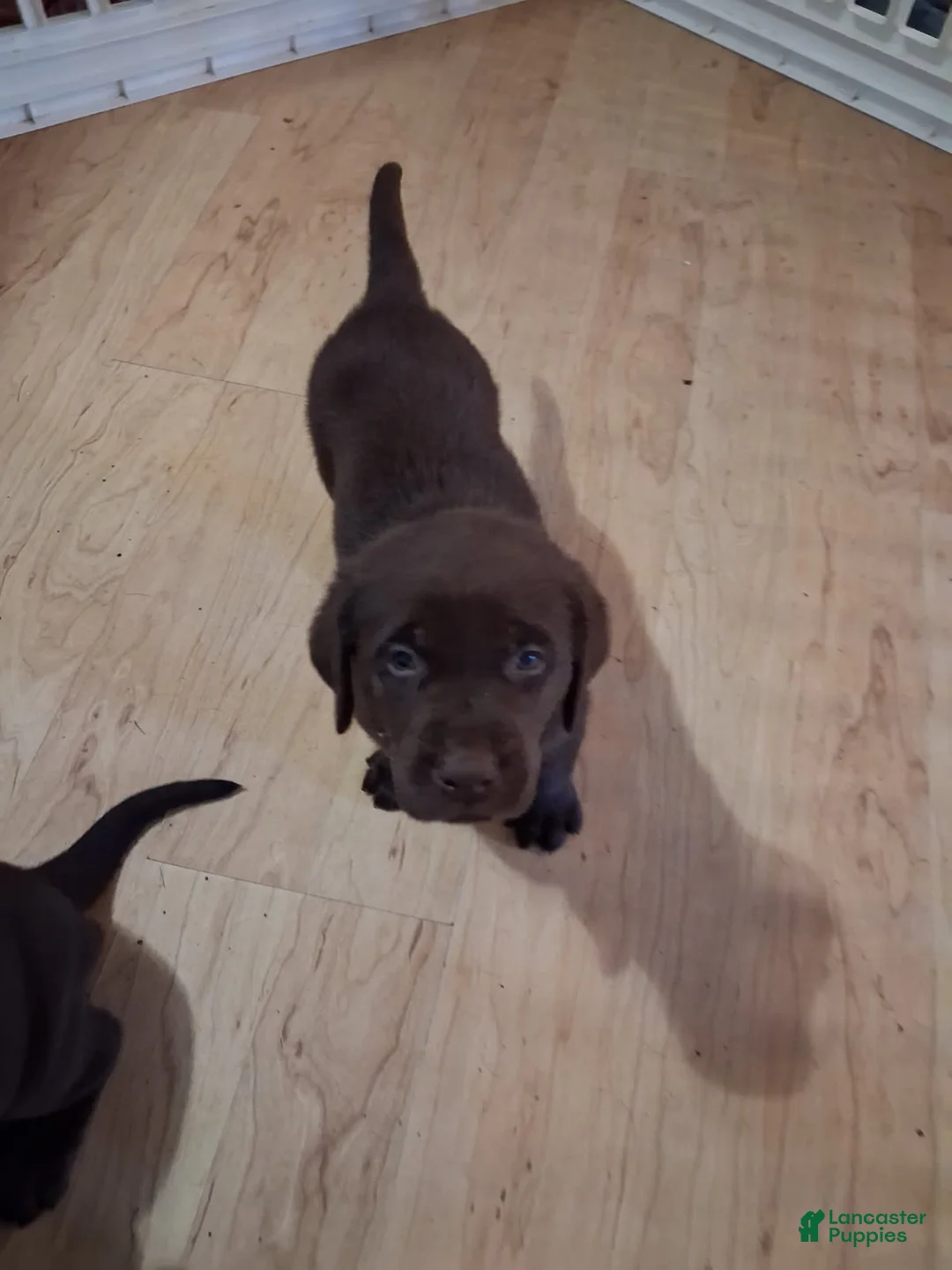 Labrador Retriever dogs for sale: No collar brown male - Ad 1