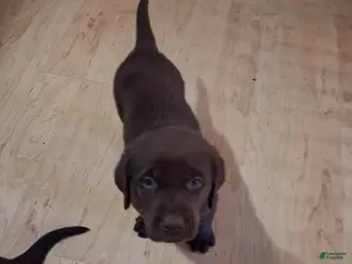 Labrador Retriever dogs No collar brown male - Ad 29